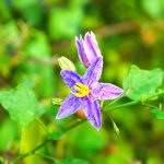 Flower of Thai Herb (Solanum Trilobatum Linn.)